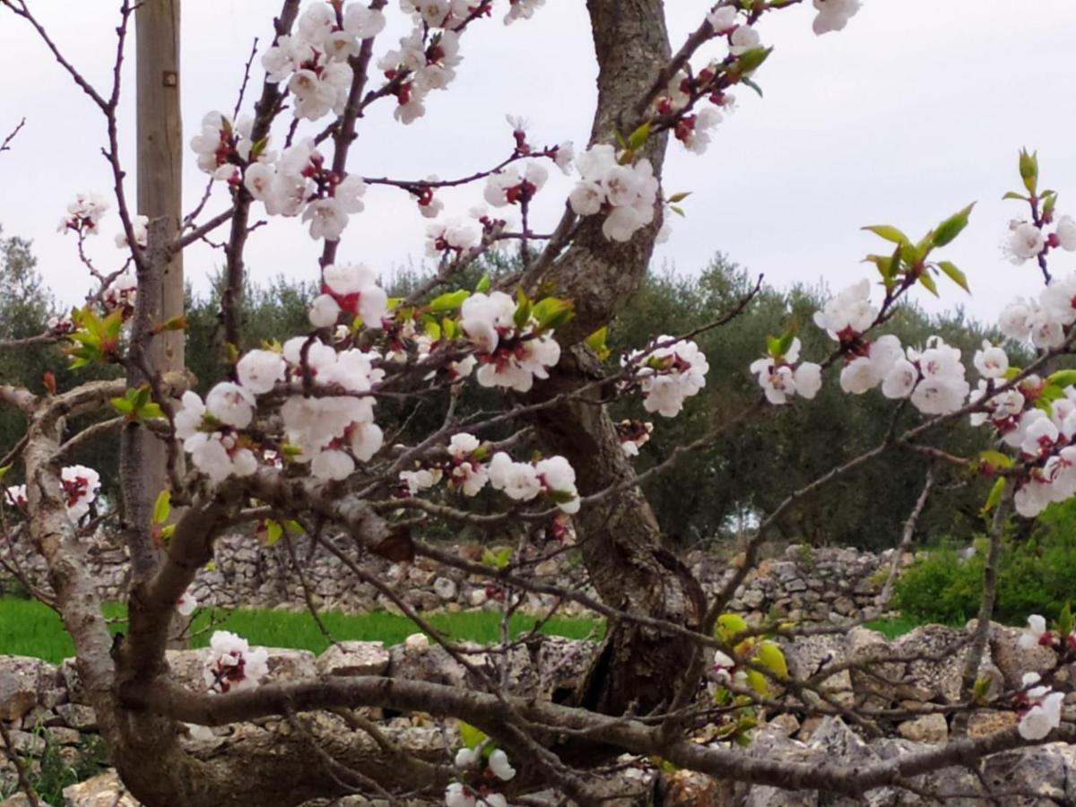 Trulli Demetra Villa Martina Franca Ngoại thất bức ảnh